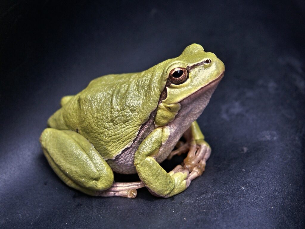 boil the frog